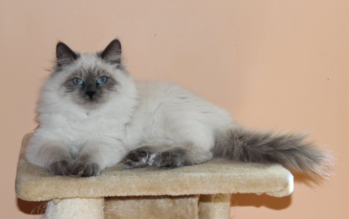 Невская маскарадная кошка колор Пойнт