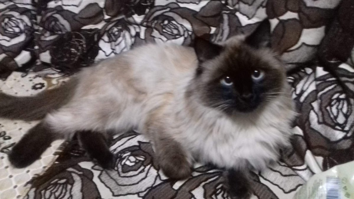 Смесь сиамского и Сибирского кота