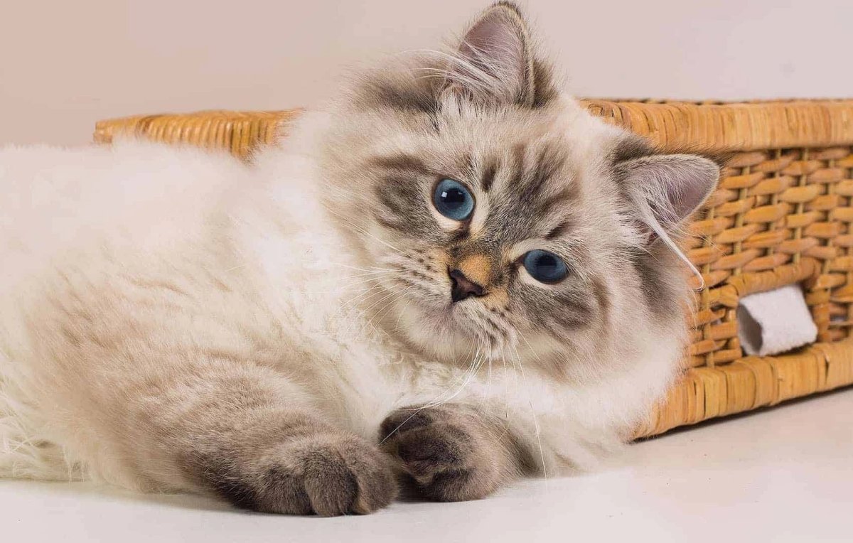 Сибирский колор Пойнт кошка