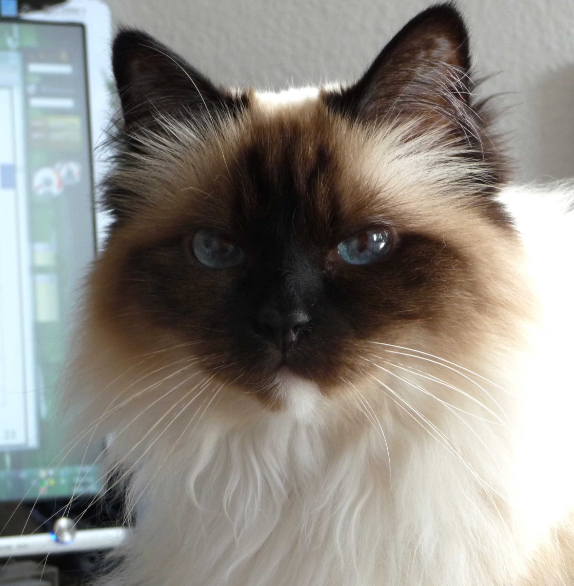 Невская гималайская Сиамская кошка