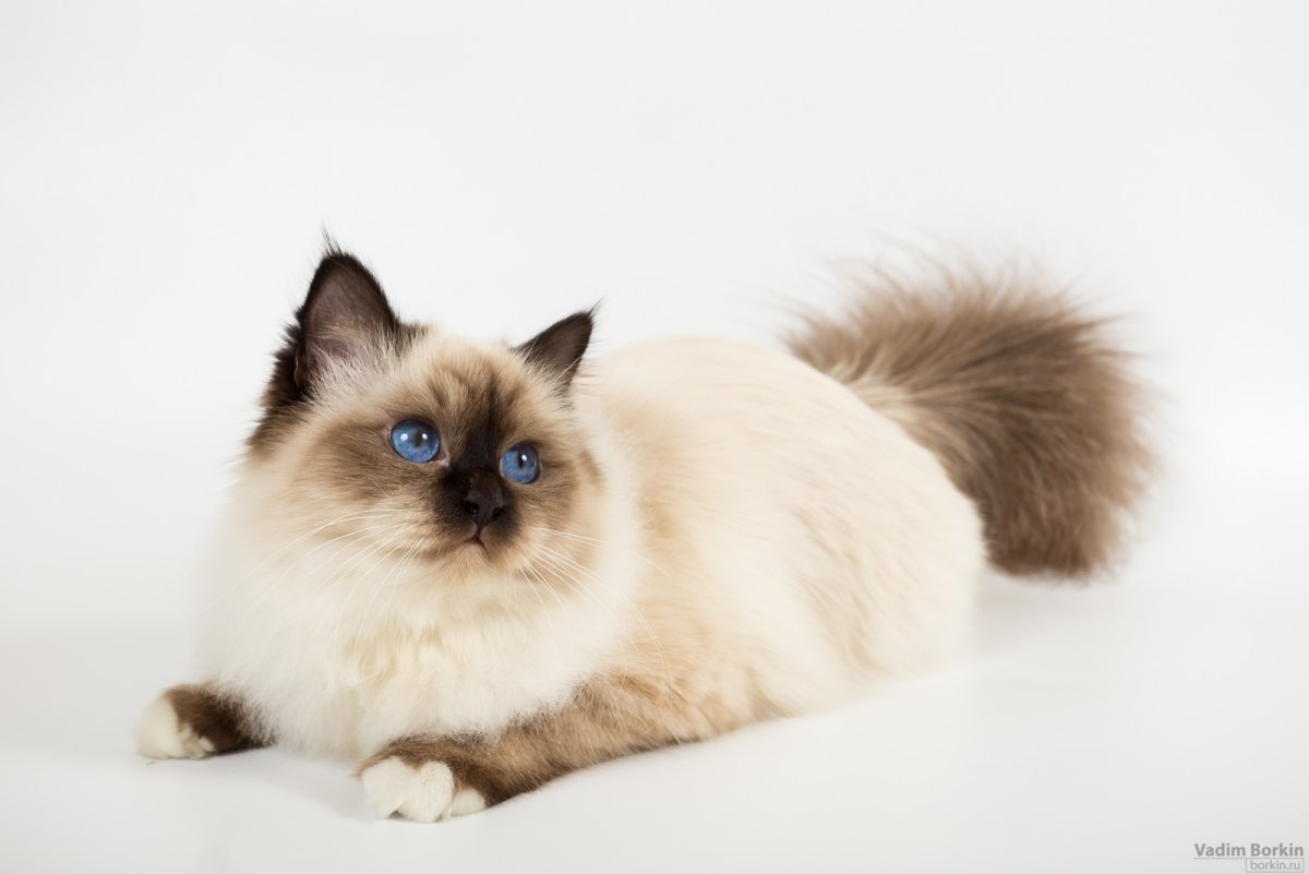 Священная бирманская кошка