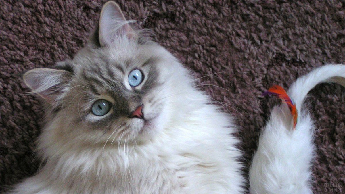 Невская маскарадная кошка