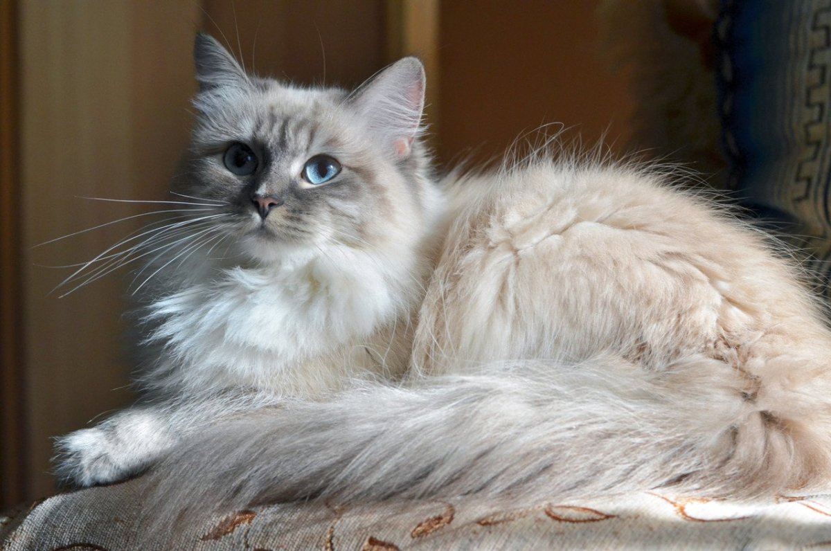 Невская маскарадная кот