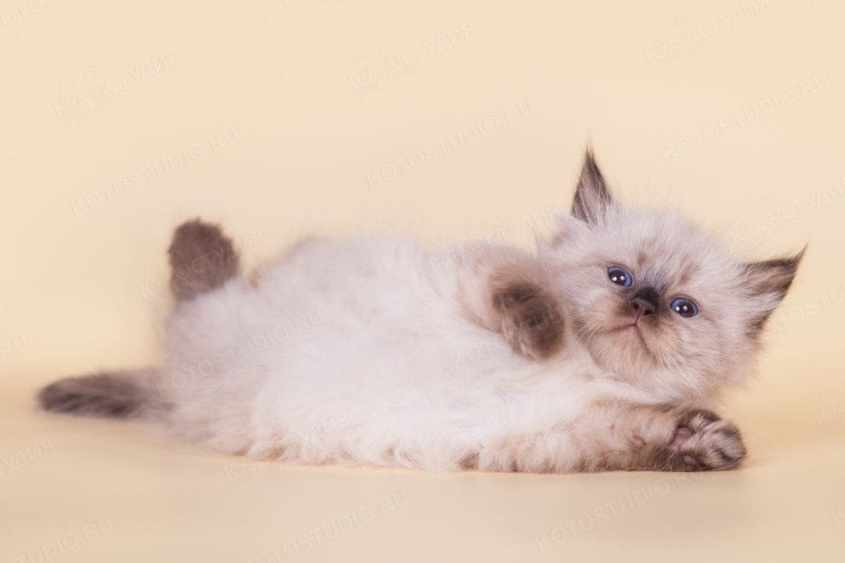 Невские маскарадные коты Эстетика