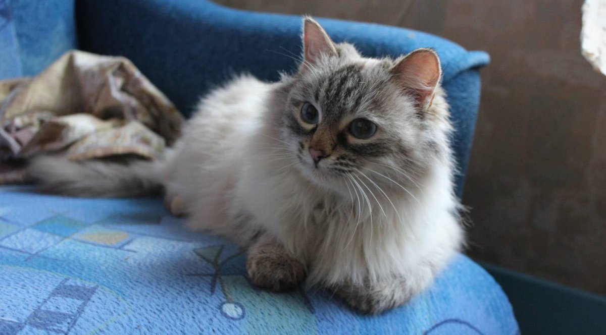 Кот Фестивальный