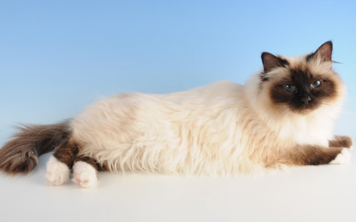 Балинезийская Рэгдолл