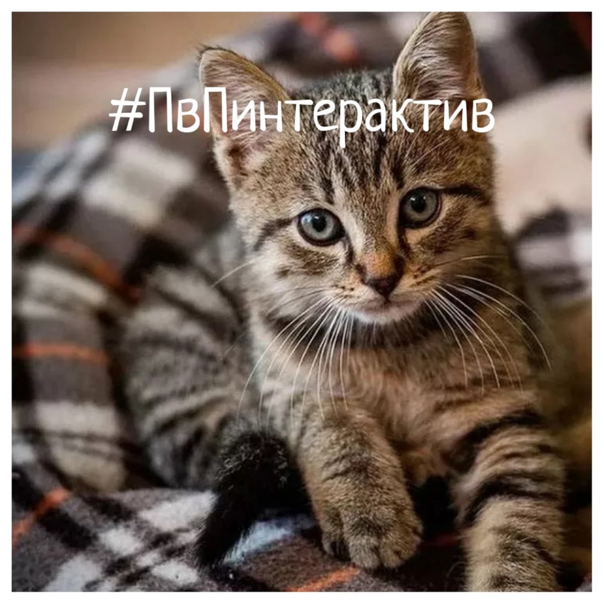 Полосатый подросток котик