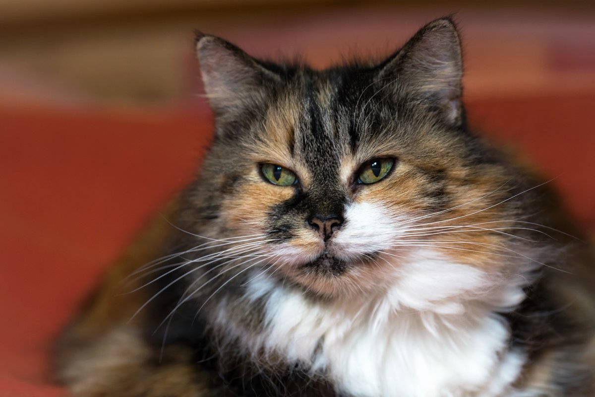 Самые красивые беспородные кошки