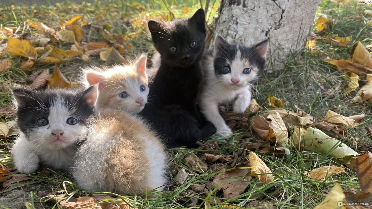 Кошка дворняжка беспородная