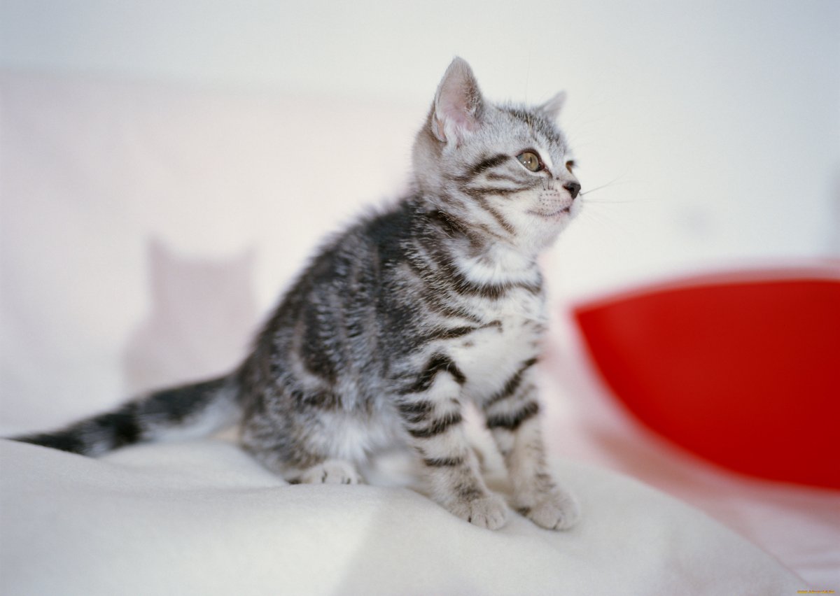 Кошки обои полосато серая обои для девочек