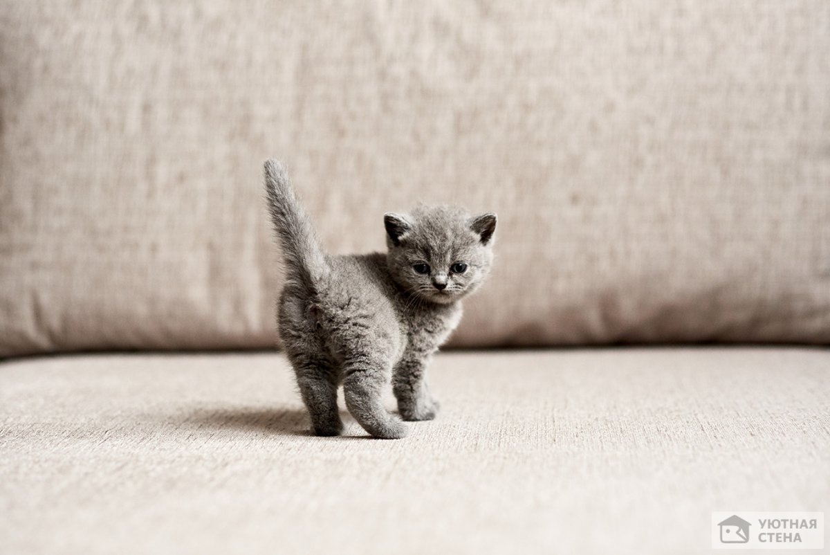 Серый котёнок
