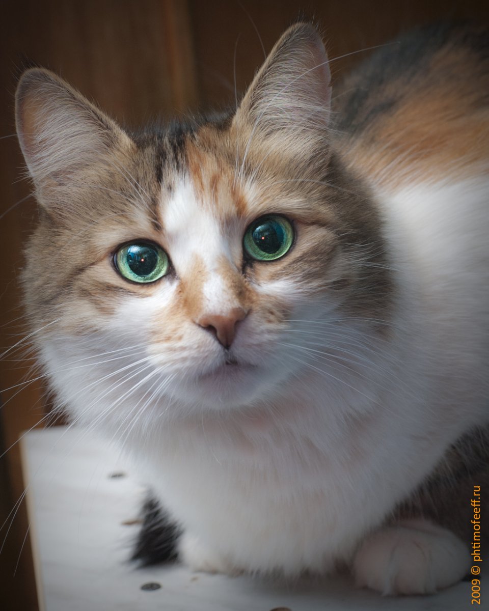 Порода кошек дворняжка