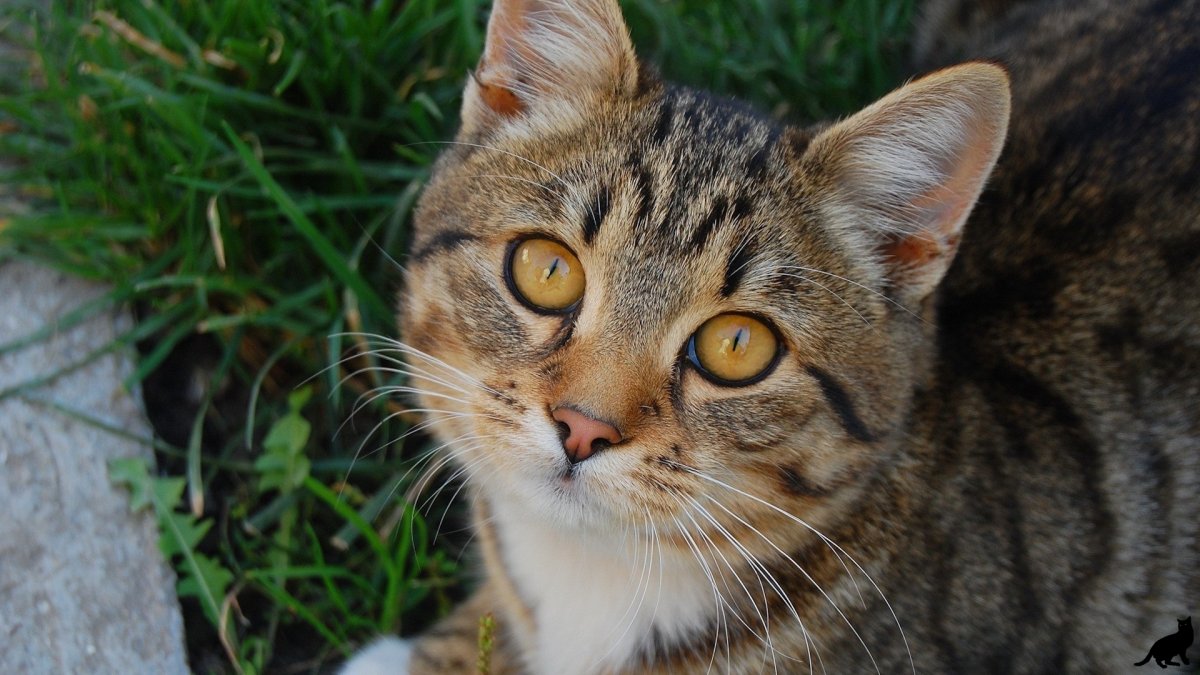 Кошка крысоловка