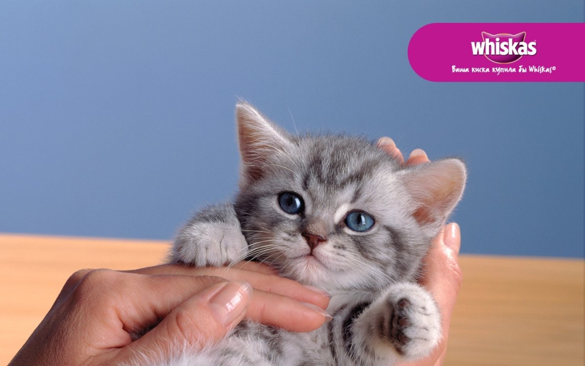 Полосатый табби с белым