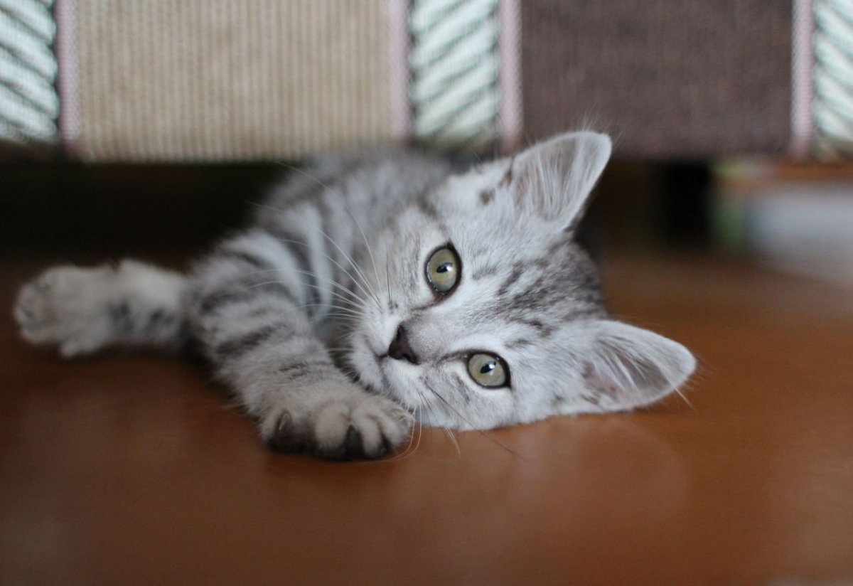 Клички для серых и полосатый котят