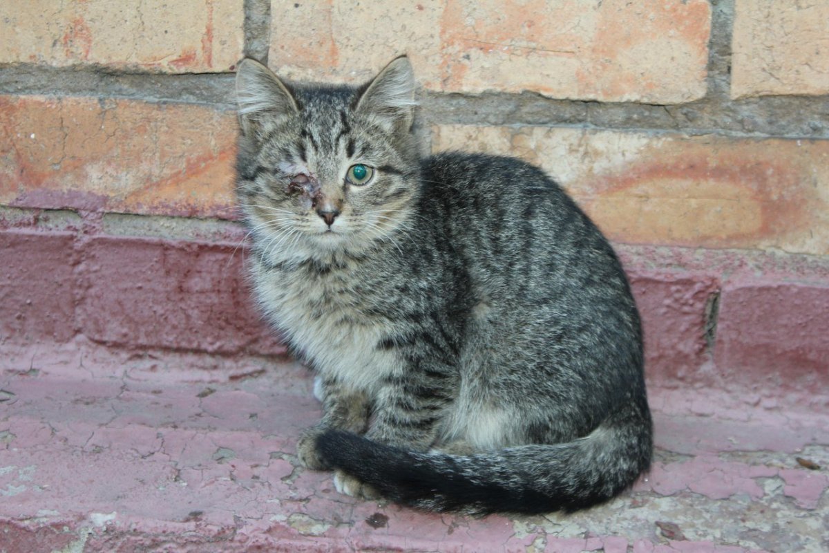 Сибирский Крысолов кошка