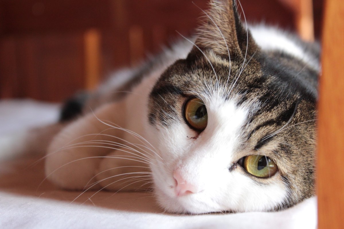 Кошка дворняжка беспородная