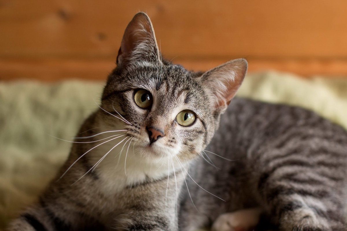 Серая полосатая кошка беспородная