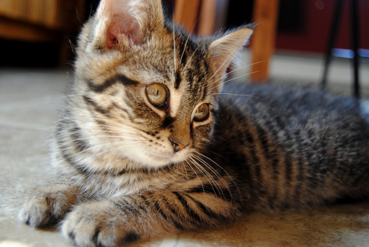 Сибирская Полосатка