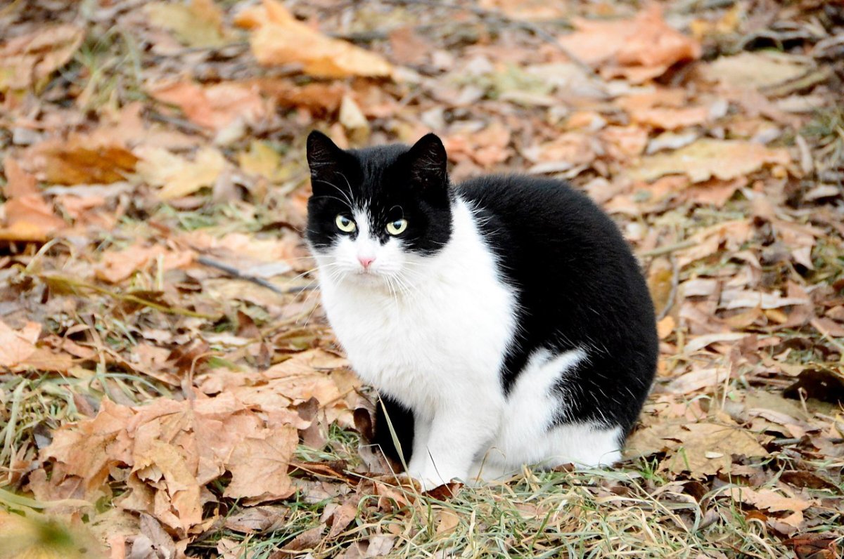 Беспородные кошки