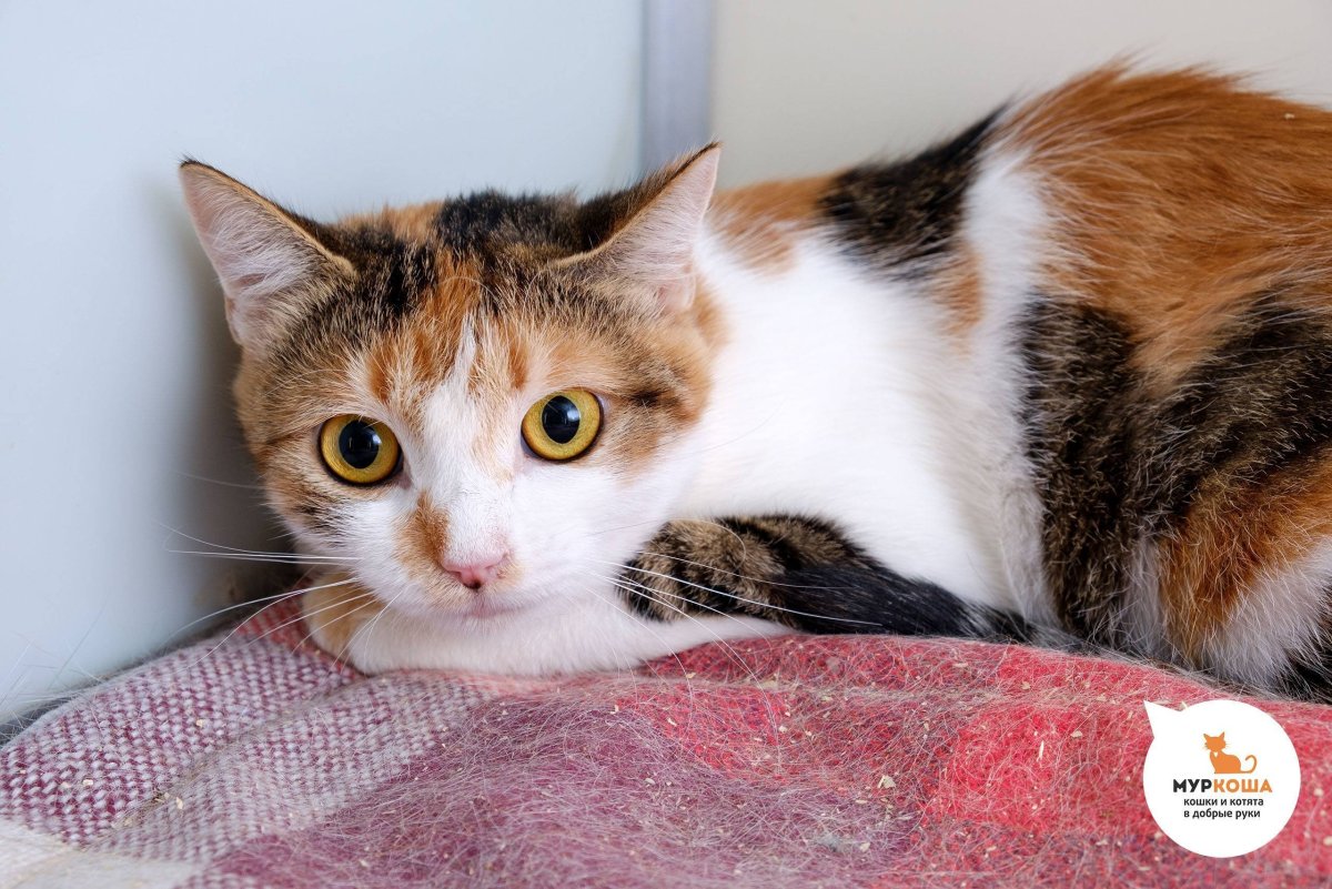 Четырехцветная кошка