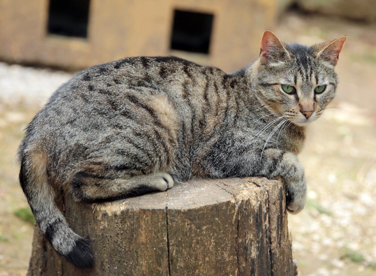 Серый табби беспородная