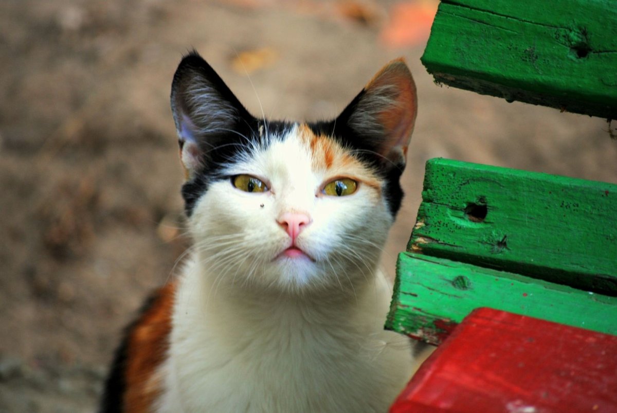 Дворовые кошки фото