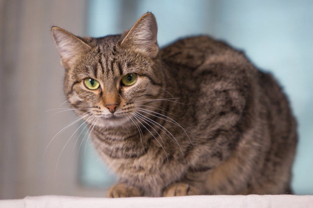 Серый полосатый кот порода