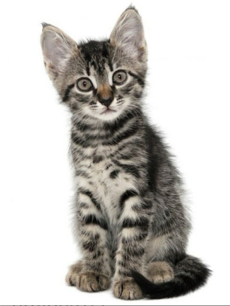 Полосатый пушистый котенок