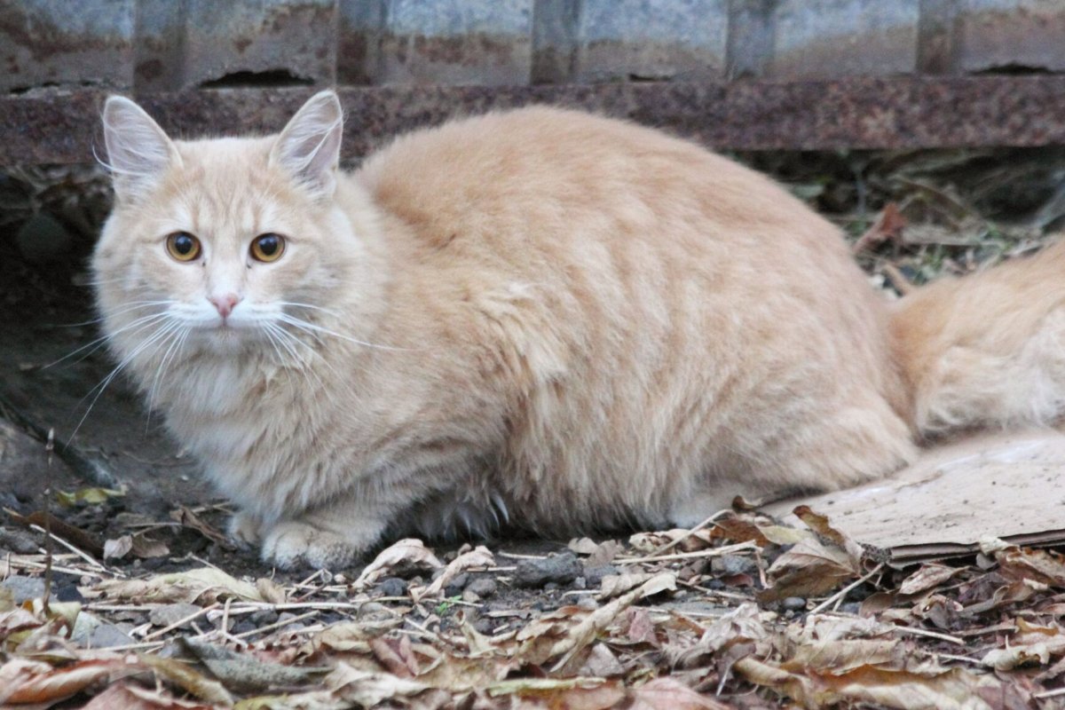 Беспородные кошки пушистые
