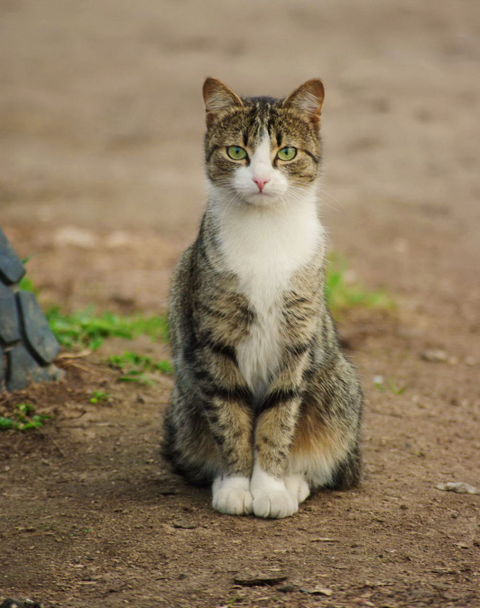 Порода кошек дворняжка