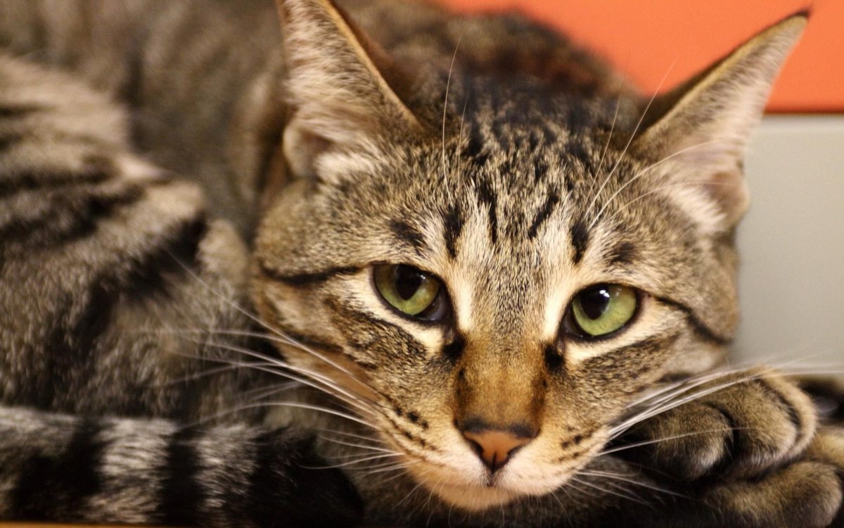 Кошка ирландская короткошерстная