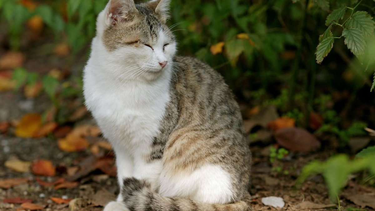 Серая пестрая кошка