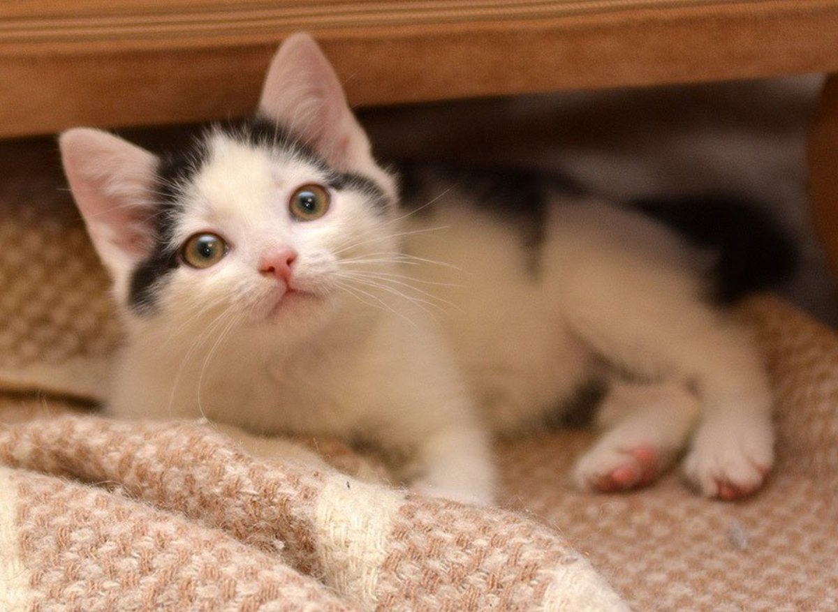 Беспородные котята