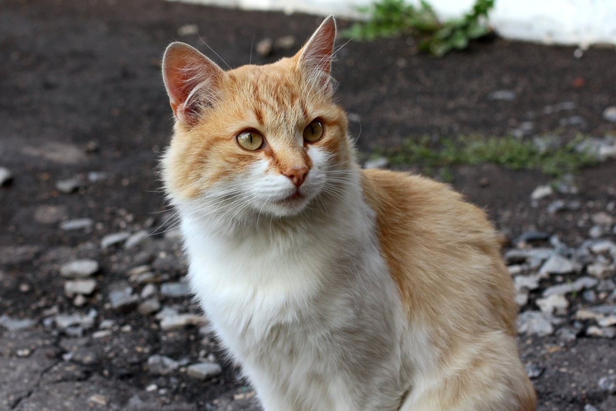 Рыжий кот порода дворняжка