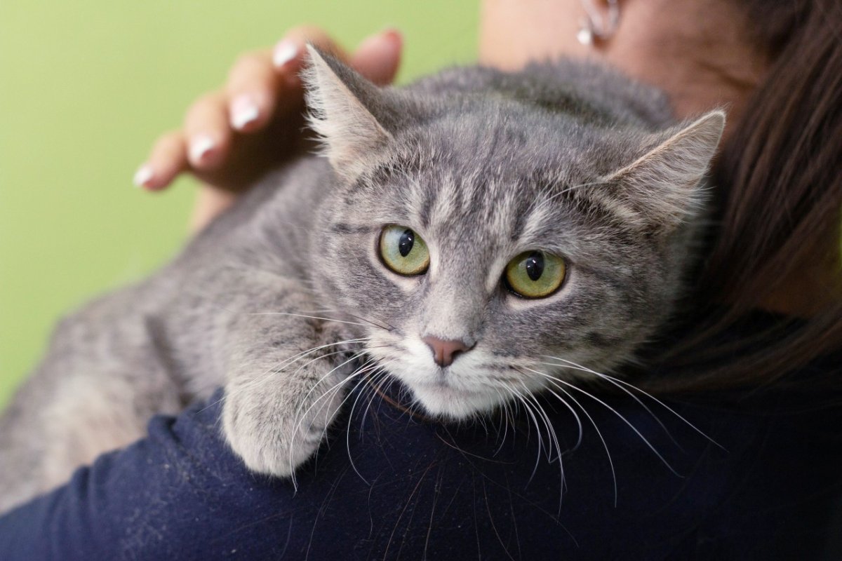 Беспородные кошки