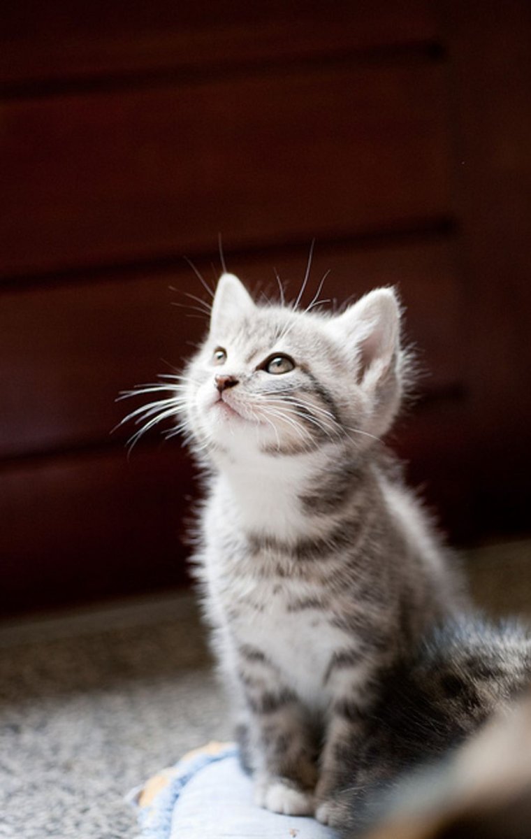 Британский кот темный вискас