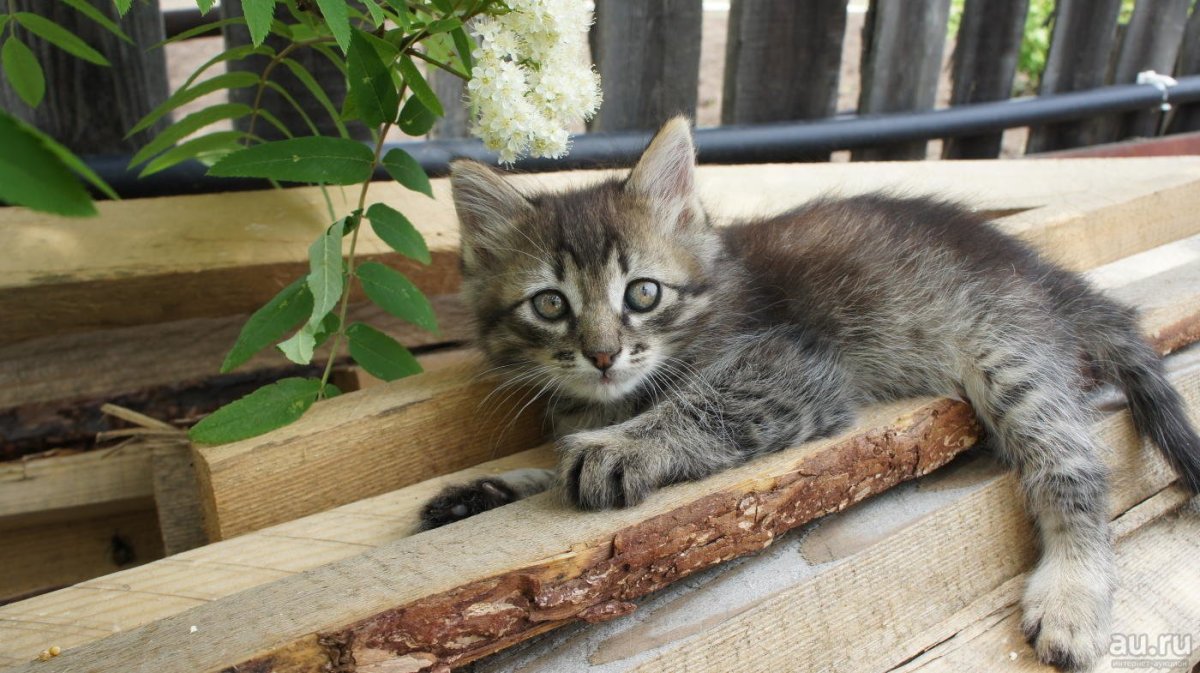 Кошка дворняжка беспородная