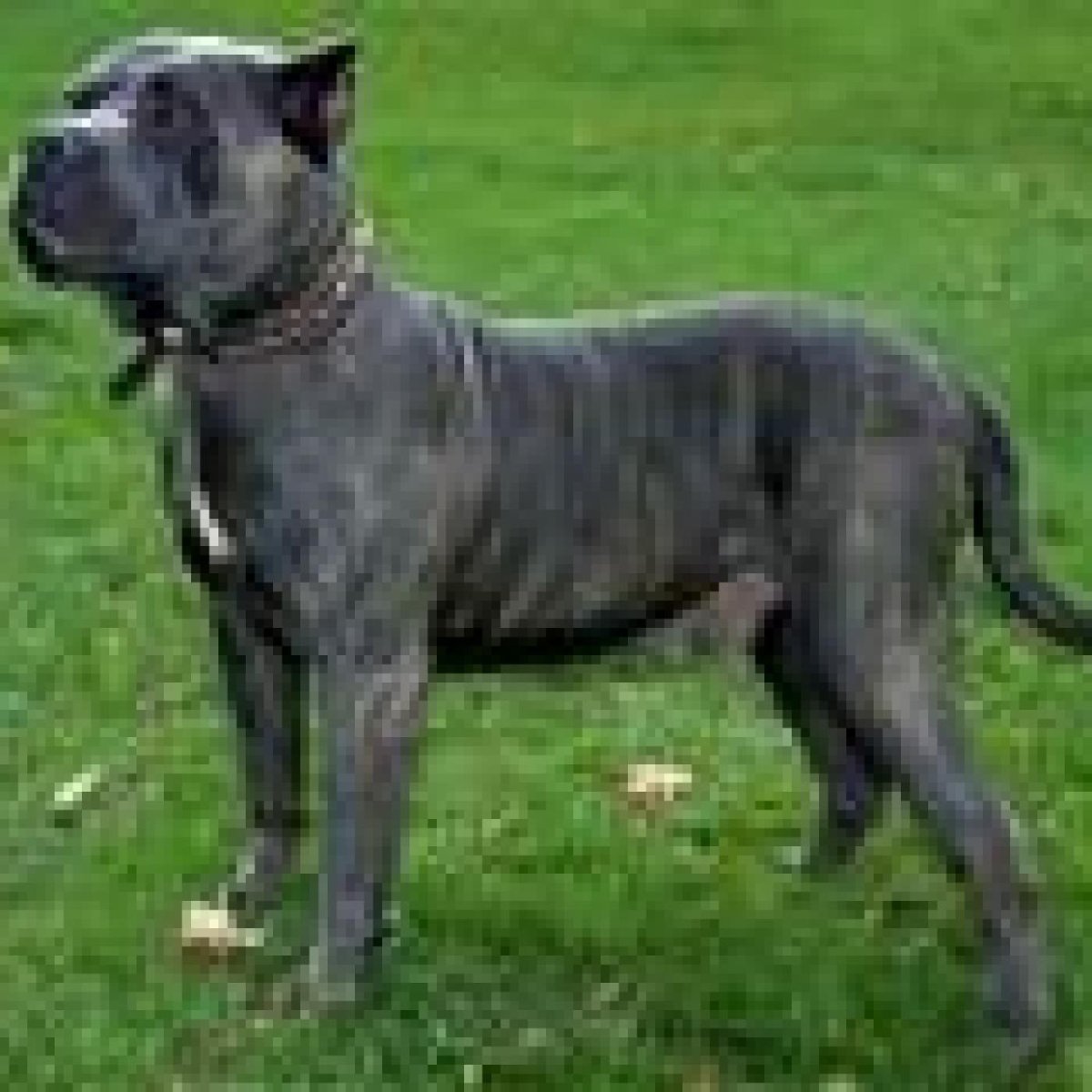 Порода собак Кабо Верде