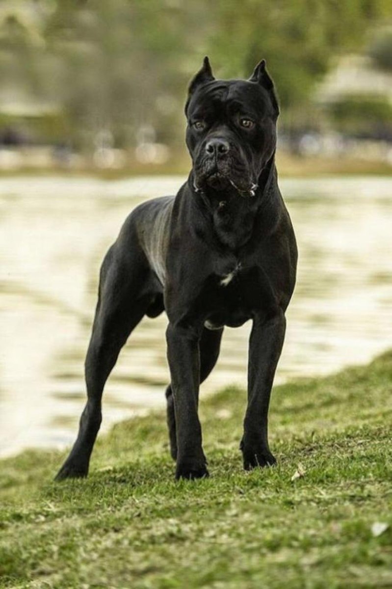 Питбультерьер и стаффордширский терьер