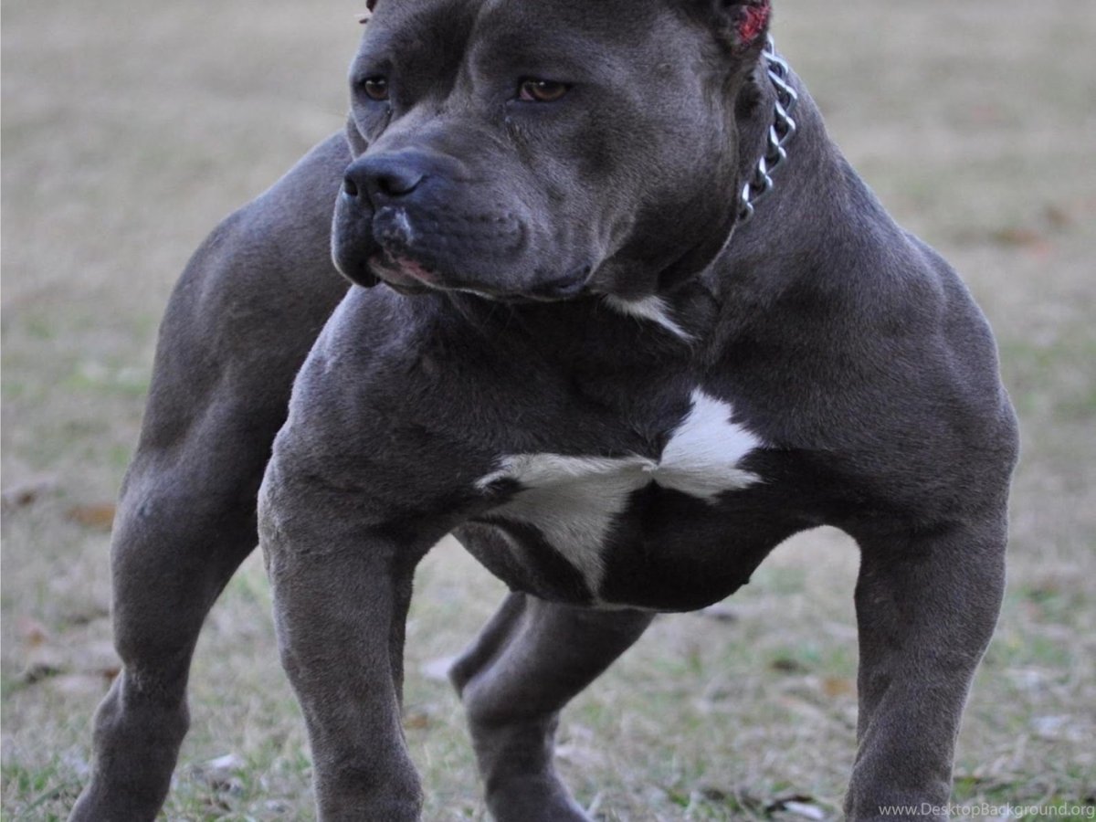 Стаффордширский бультерьер оскал