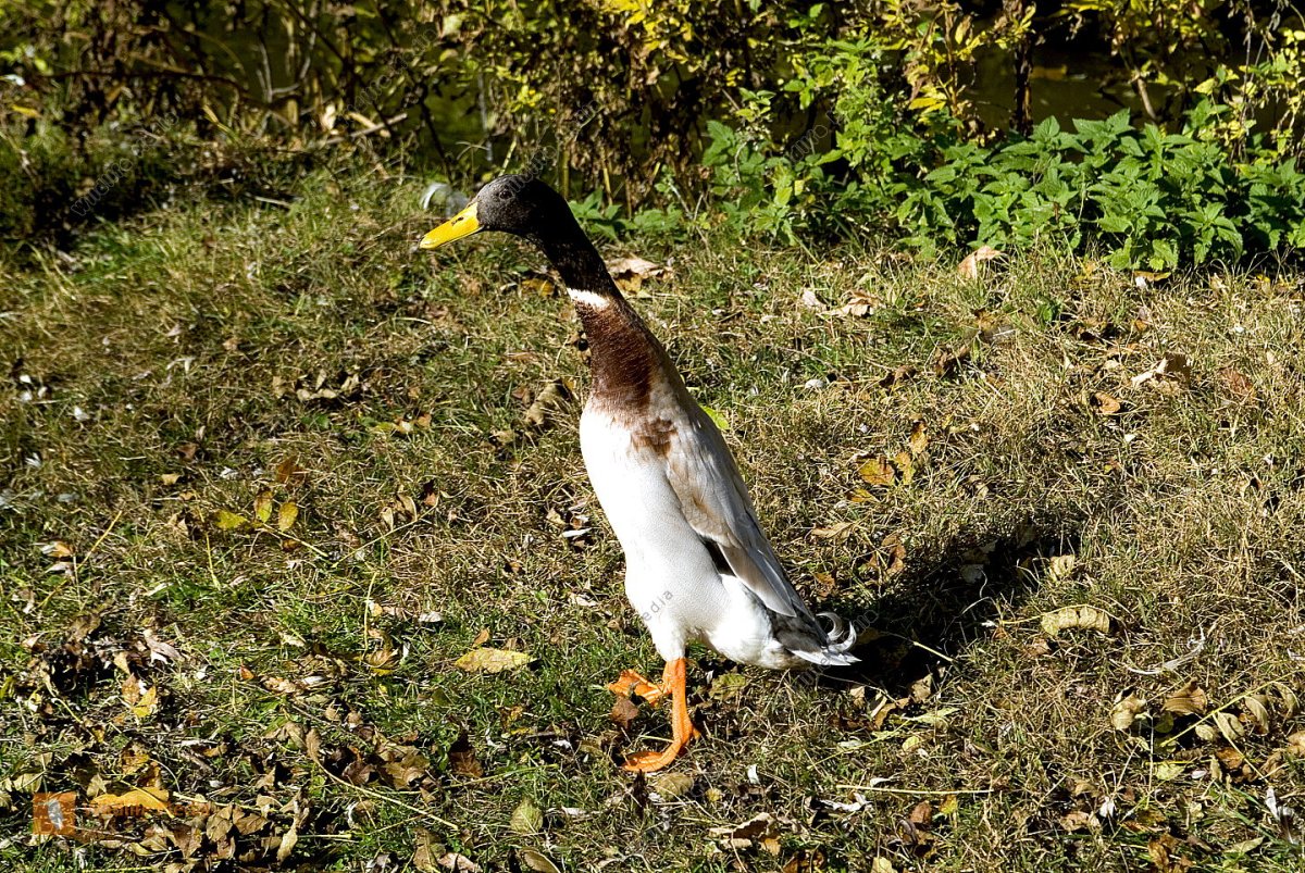 Африканский бегун утка