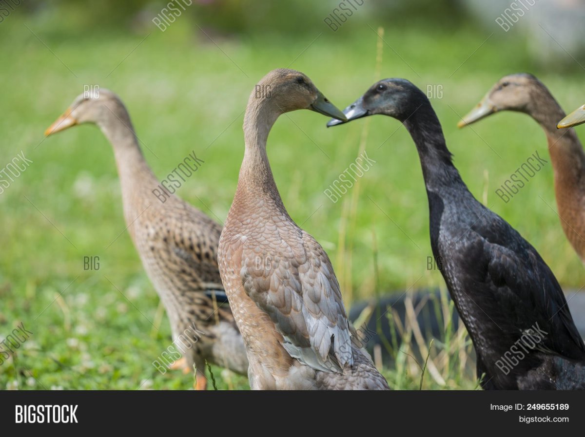 Хохлатый индийский бегунок