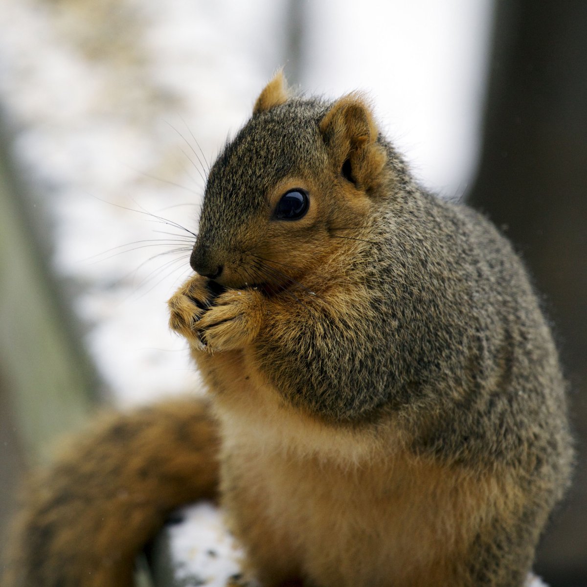 Толстая белка