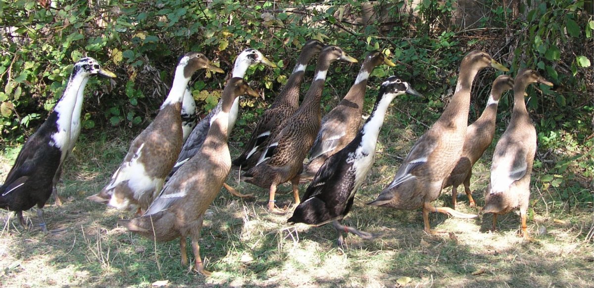 Индийский бегунок шоколадный