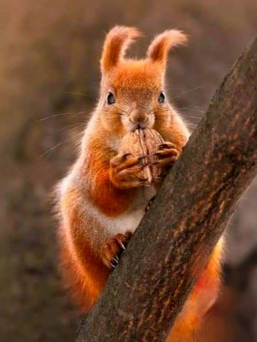 Белочка плачет