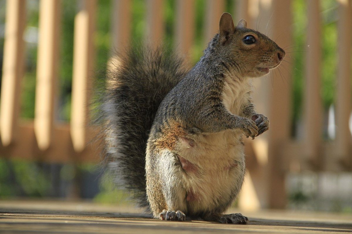 Каролинская белка