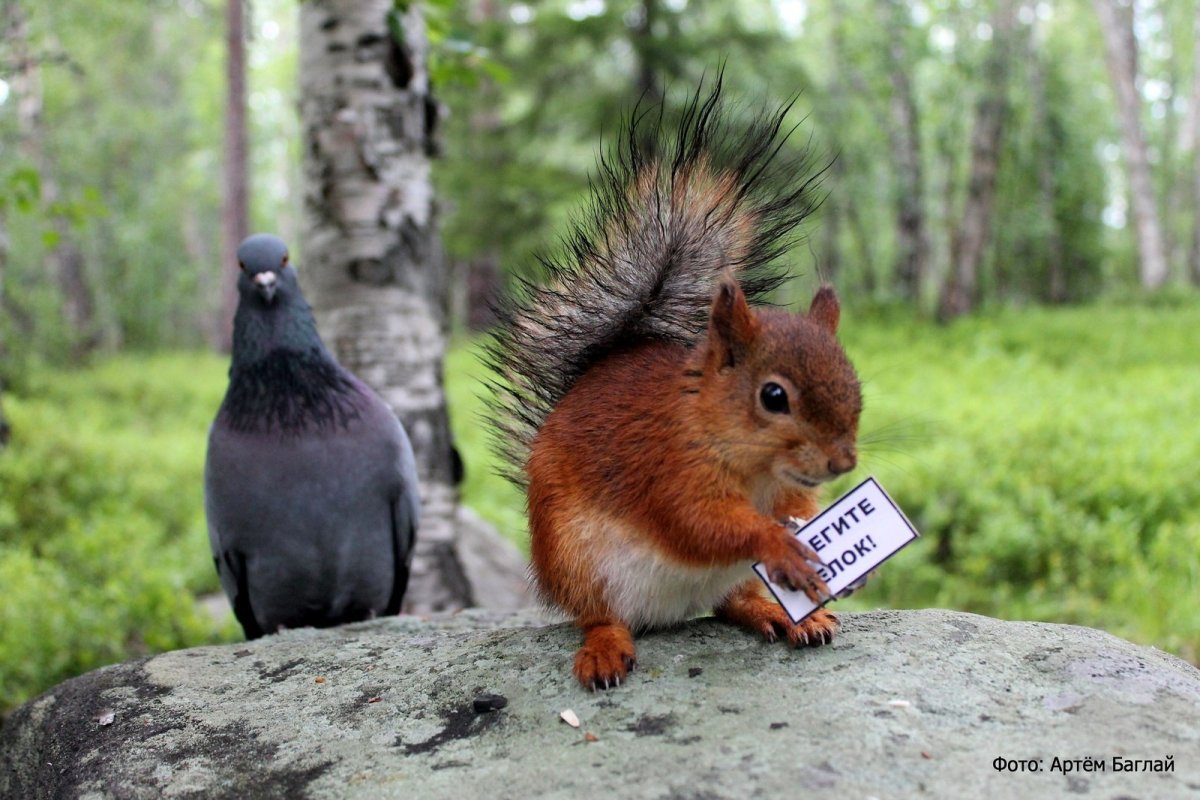 Озорная белка