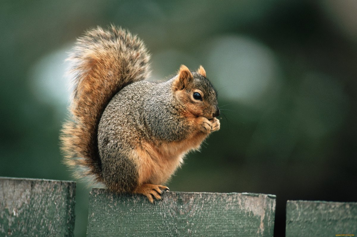 Жирная Белочка под утро