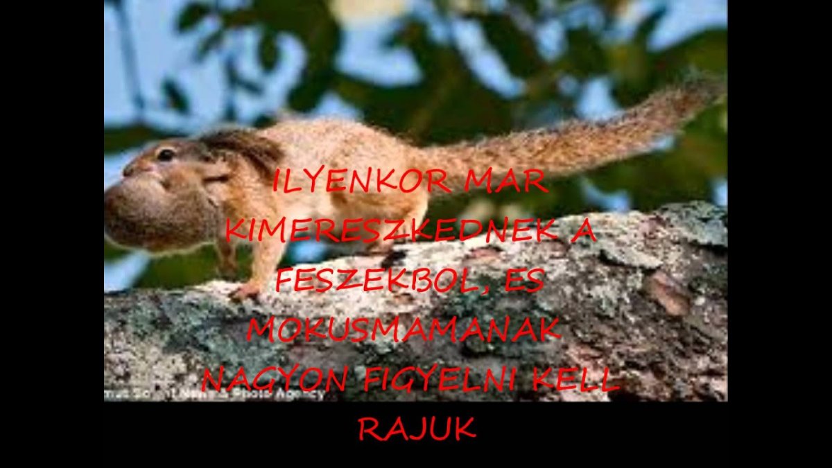 Черноухая белка Камерун